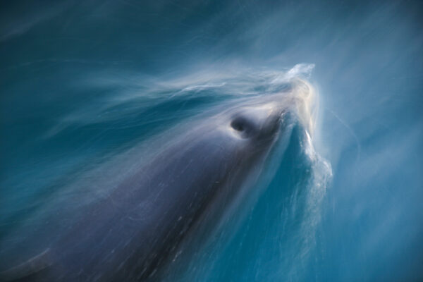 Dolphins flow beschreibt eine Bildserie von Dusky Dolphins, die unser Boot zum Sonnenaufgang in Kaikoura, Neuseeland begleitet haben. Die 5er Serie steht für Freiheit, Veränderung und Abenteuer. Dusky Dolphins haben einen dunklen Rücken und eine weiße Unterseite. Ihr Gesicht ist wunderschön, positiv gezeichnet - sie strahlen pure Lebensfreude aus.