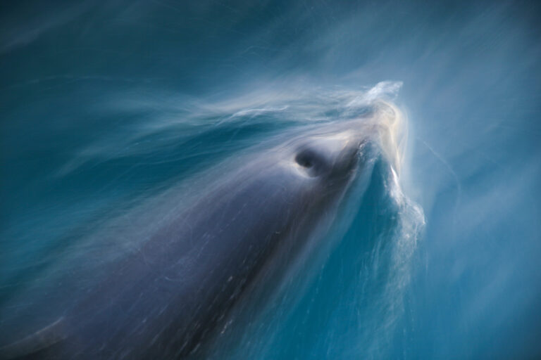 Dolphins flow beschreibt eine Bildserie von Dusky Dolphins, die unser Boot zum Sonnenaufgang in Kaikoura, Neuseeland begleitet haben. Die 5er Serie steht für Freiheit, Veränderung und Abenteuer. Dusky Dolphins haben einen dunklen Rücken und eine weiße Unterseite. Ihr Gesicht ist wunderschön, positiv gezeichnet - sie strahlen pure Lebensfreude aus.