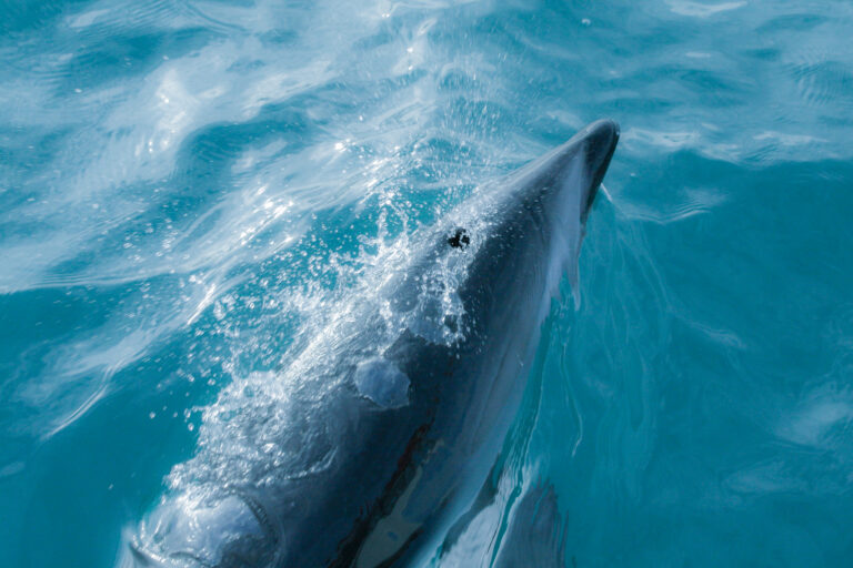 Dolphins flow beschreibt eine Bildserie von Dusky Dolphins, die unser Boot zum Sonnenaufgang in Kaikoura, Neuseeland begleitet haben. Die 5er Serie steht für Freiheit, Veränderung und Abenteuer. Dusky Dolphins haben einen dunklen Rücken und eine weiße Unterseite. Ihr Gesicht ist wunderschön, positiv gezeichnet - sie strahlen pure Lebensfreude aus.