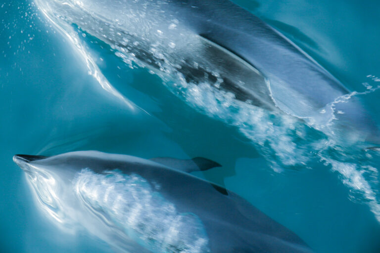 Dolphins flow beschreibt eine Bildserie von Dusky Dolphins, die unser Boot zum Sonnenaufgang in Kaikoura, Neuseeland begleitet haben. Die 5er Serie steht für Freiheit, Veränderung und Abenteuer. Dusky Dolphins haben einen dunklen Rücken und eine weiße Unterseite. Ihr Gesicht ist wunderschön, positiv gezeichnet - sie strahlen pure Lebensfreude aus.