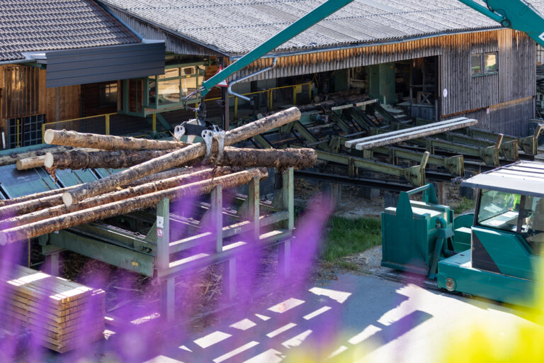 Baumstamm Anstellung zum Sägegatter