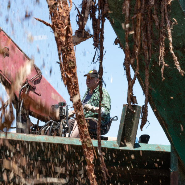 Abladen bei der Entrindemaschine im Sägewerk