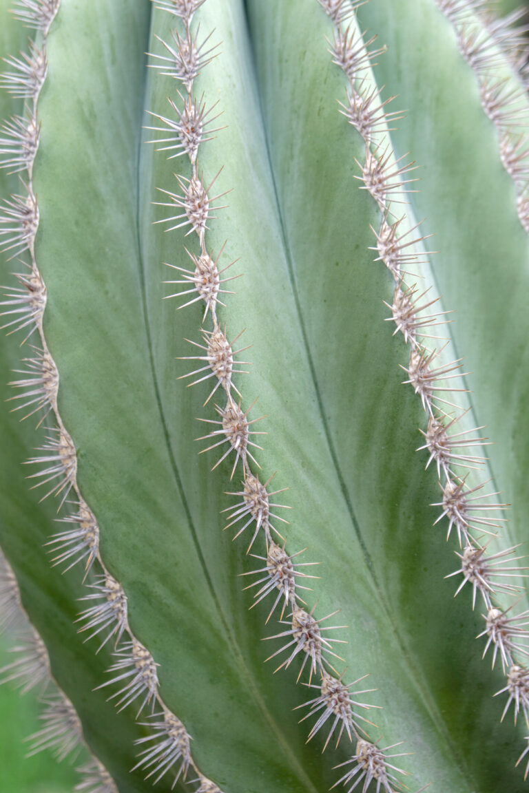 greenery kakteen la gomera