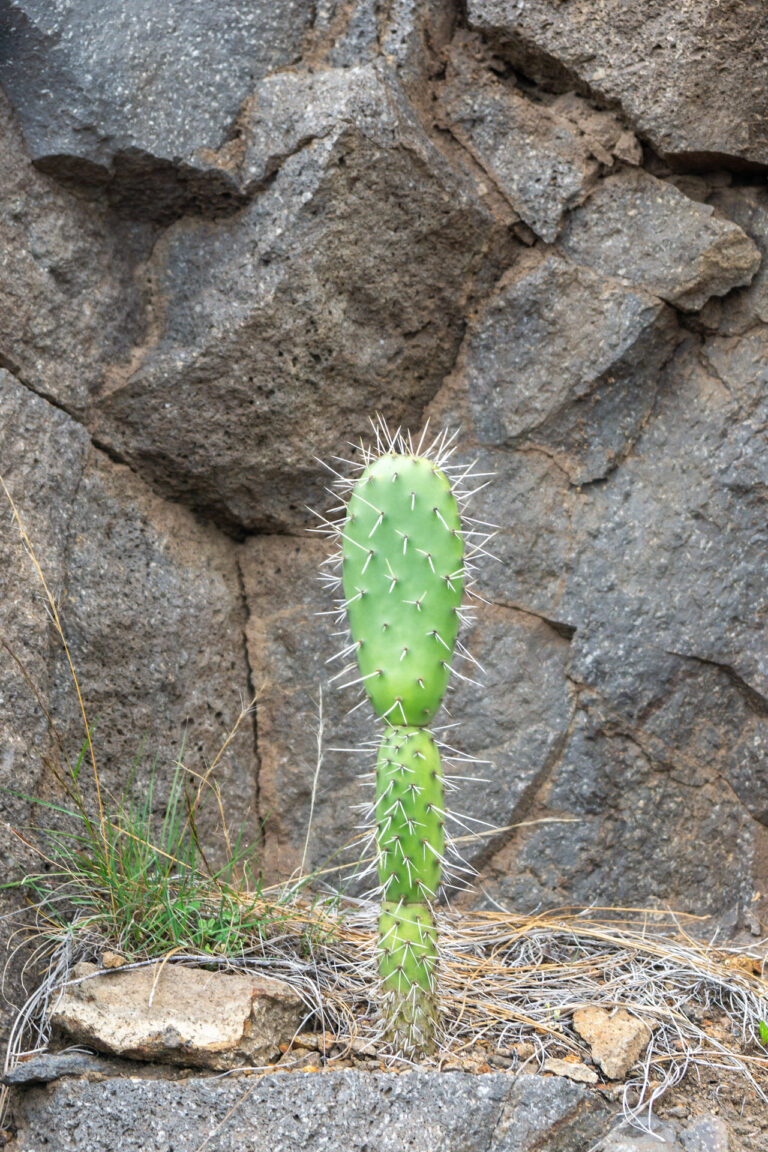 greenery kleiner grüner kaktus auf felsvorsprung la gomera