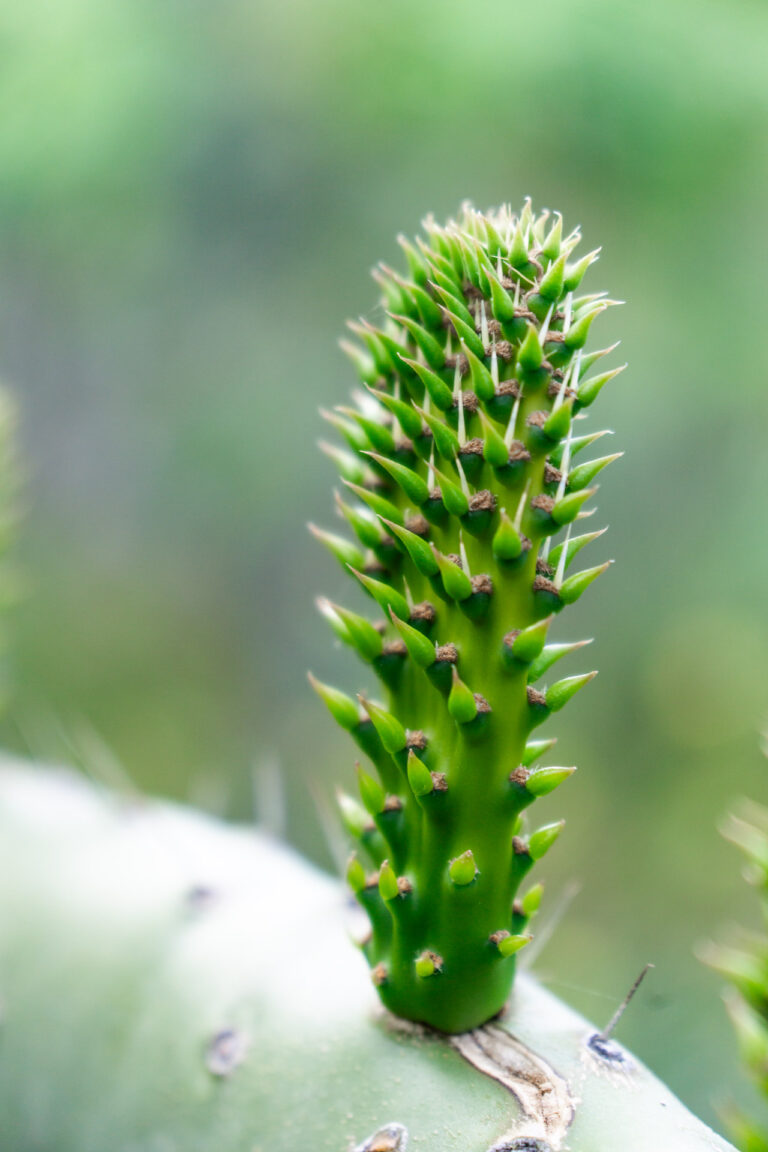 greenery kakteen la gomera