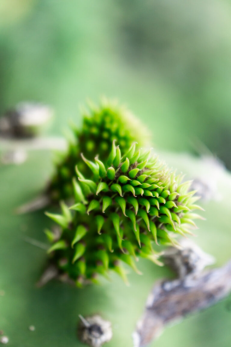 greenery kakteen la gomera