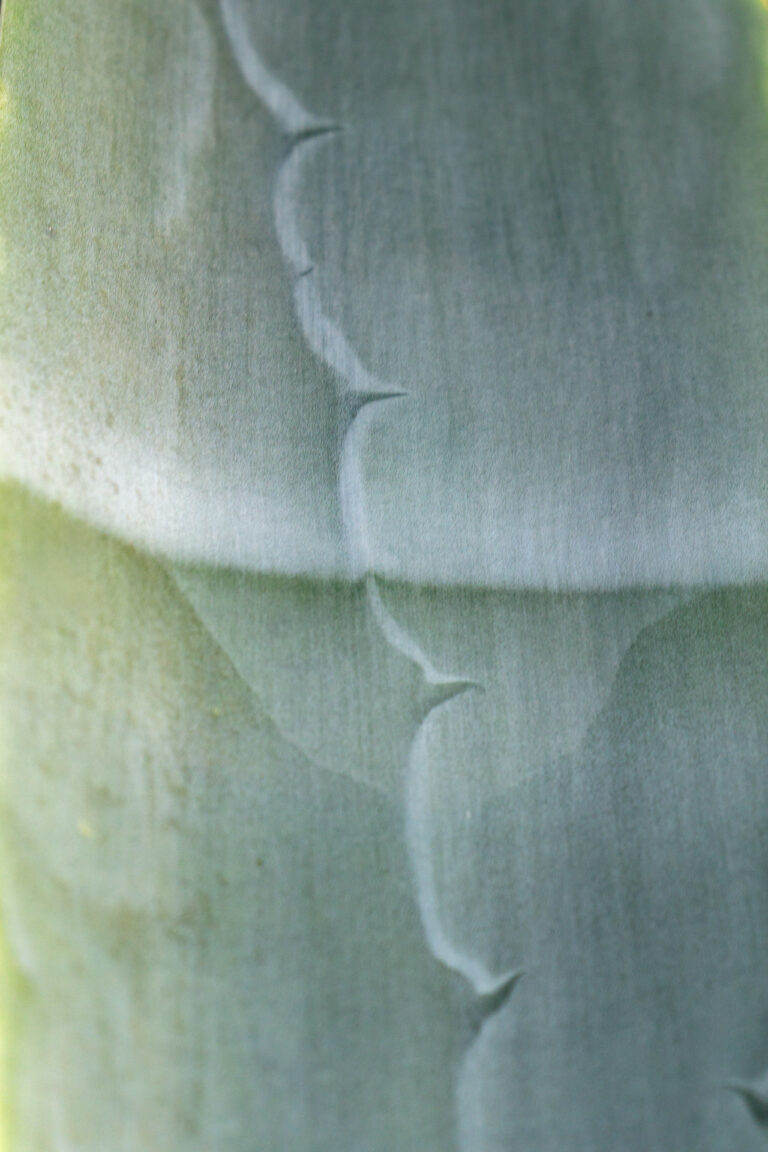 greenery agave la gomera