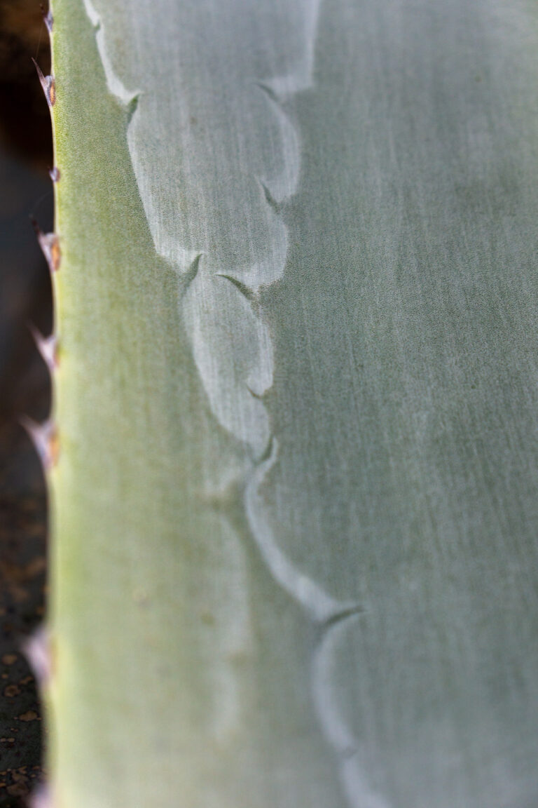 greenery agave la gomera