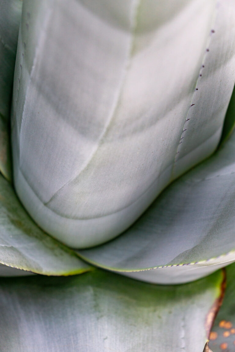 greenery agave la gomera