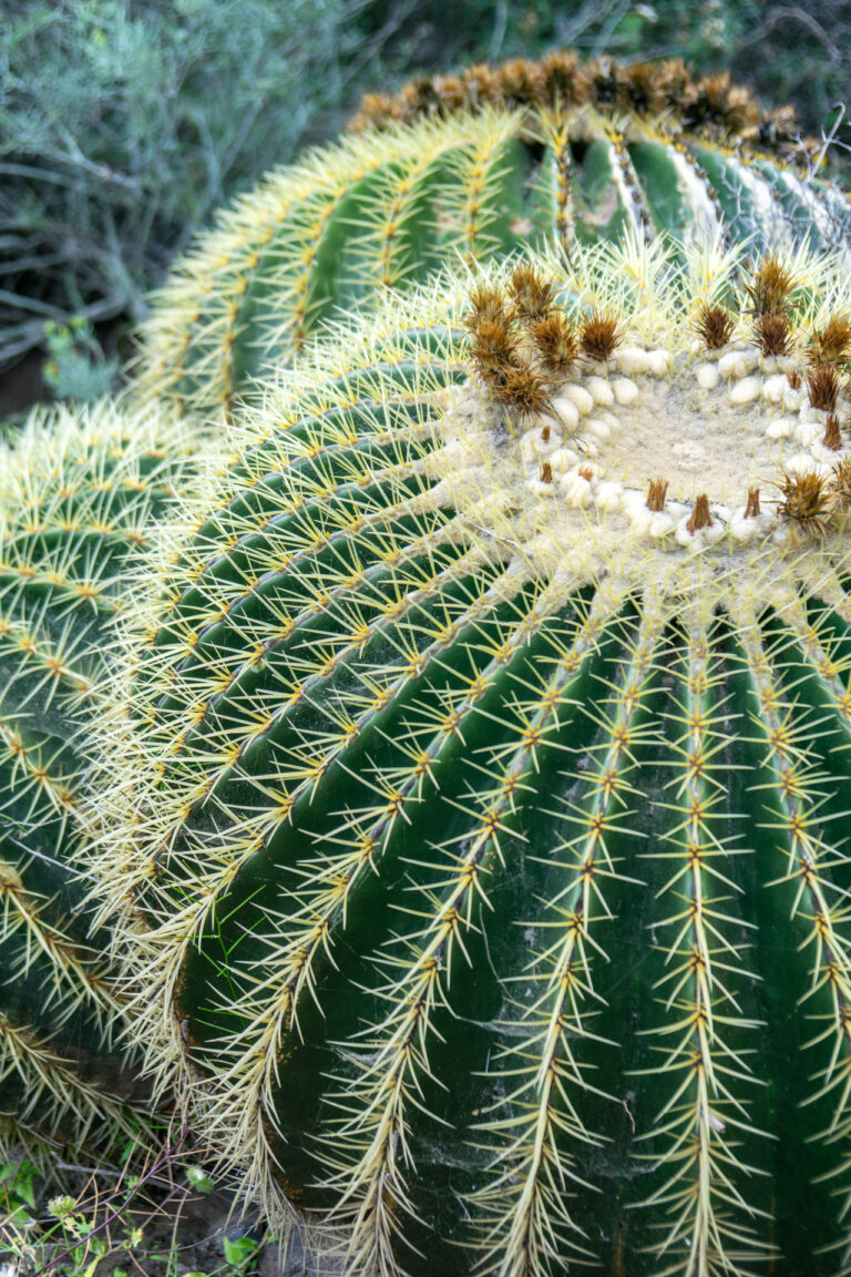 greenery kakteen la gomera