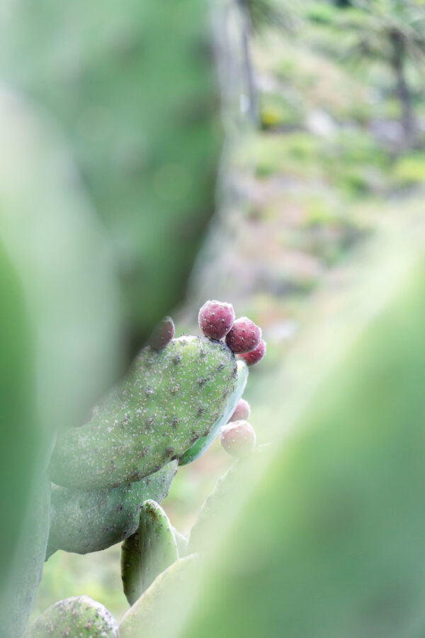 greenery kakteen la gomera